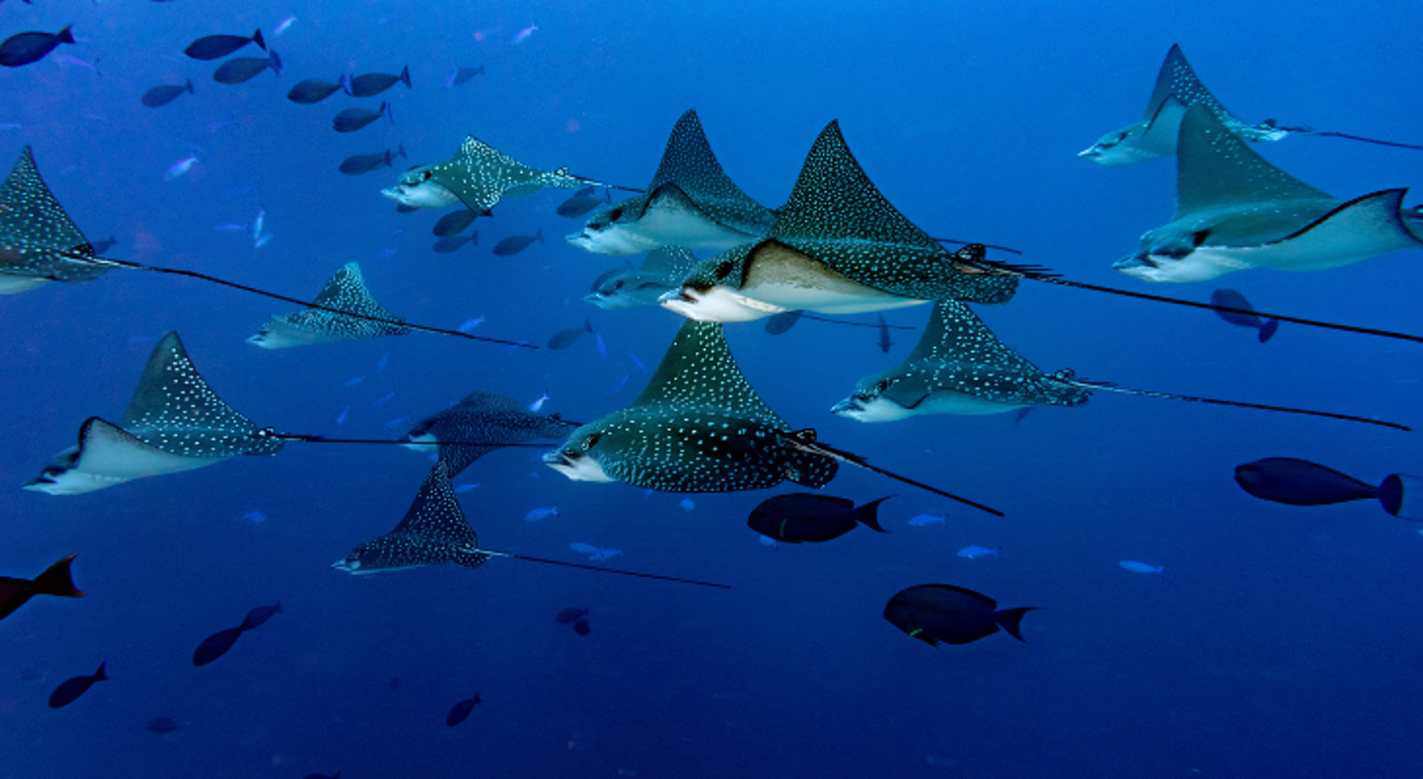 Manta School gevlekte pijlstaartroggen zwemt in blauw water tussen tropische vissen.