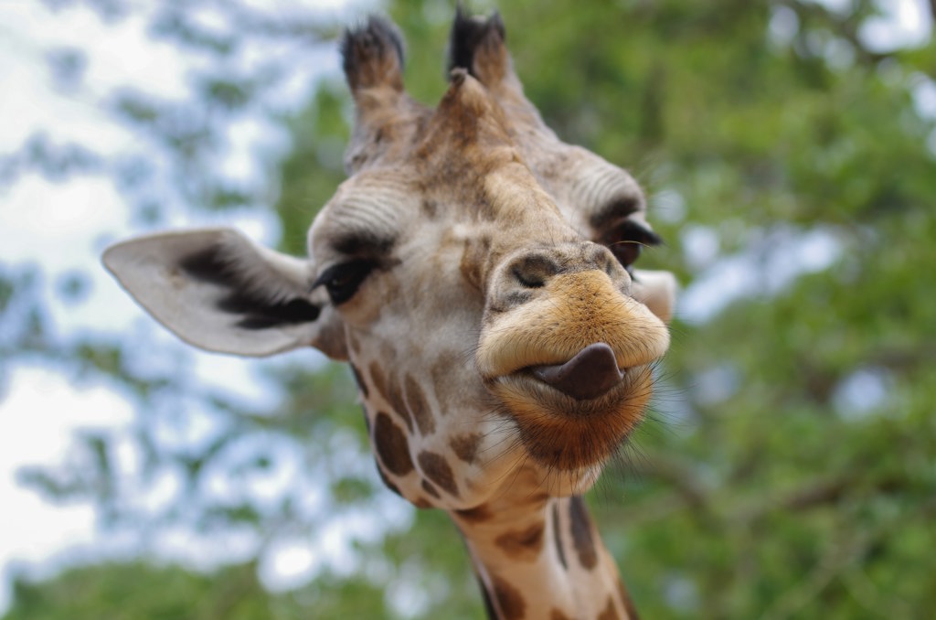 Close-up van een giraffe tijdens familiereis Zuid-Afrika en eSwatini.