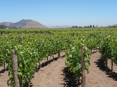 Wijngaard met rijen druivenranken en bergen op de achtergrond tijdens de route Bolivia en Chili.