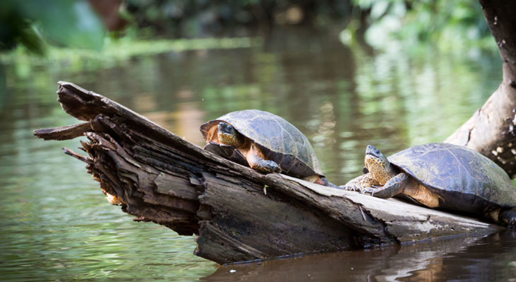 Schildpadden Tortuguero NP Twee schildpadden zonnen op een drijvende boomstam in een rivier in Costa Rica.