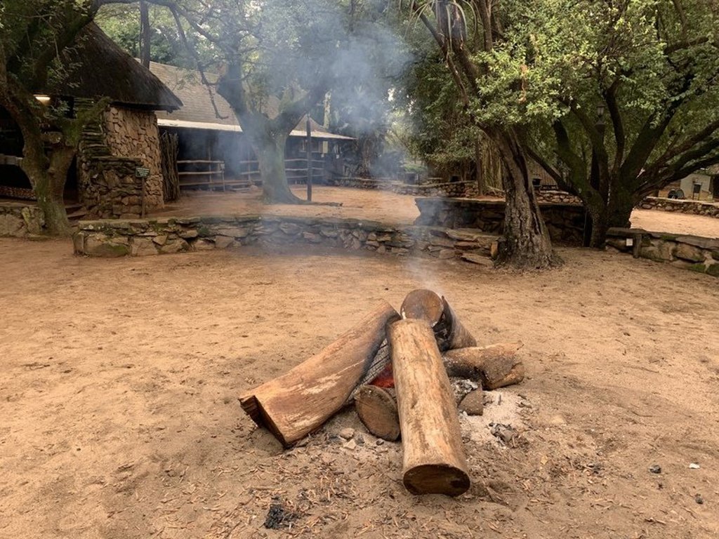 Olifant tussen bomen tijdens groepsrondreis Noordelijk Zuid-Afrika en eSwatini.