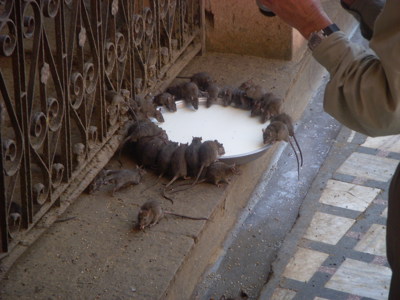 Ratten drinken melk uit een grote schaal bij een tempel in Noord-India.