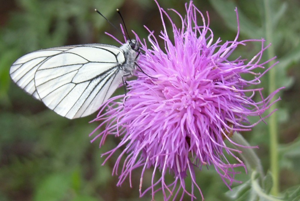 Witte vlinder op paarse distelbloem tijdens groepsrondreis Mongolië.