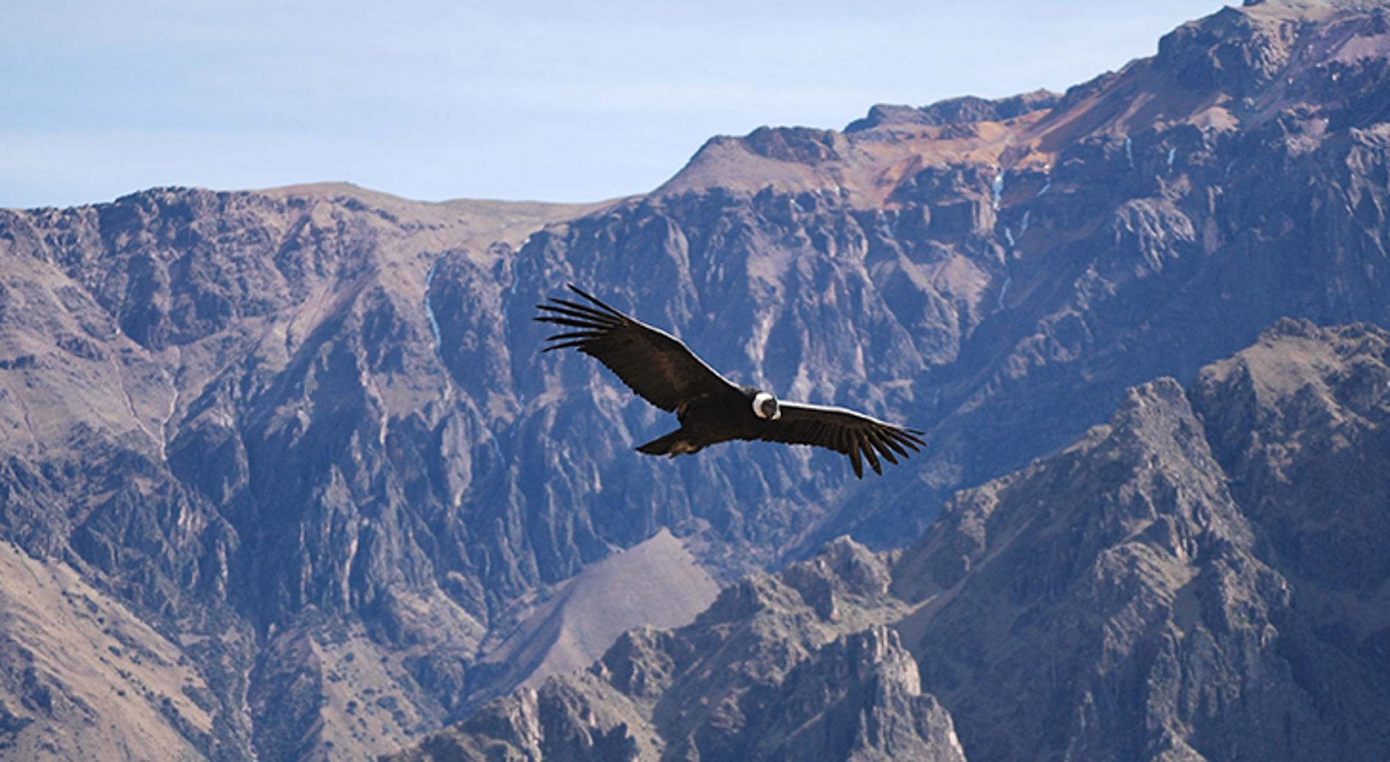 Condor zweeft met gespreide vleugels boven een ruig berglandschap.