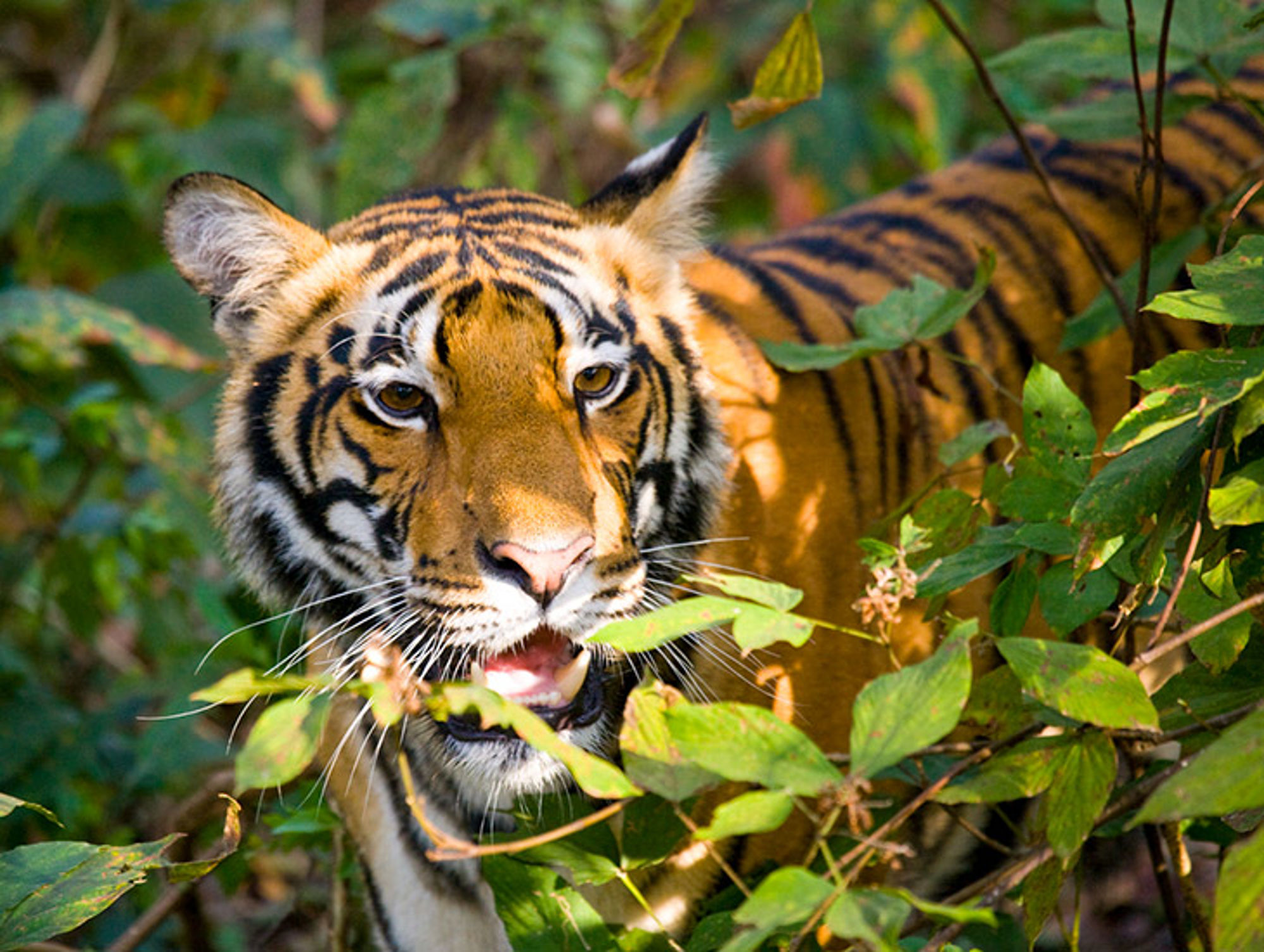 Tijger in India Bengaalse tijger in dicht groen bos, kijkend naar de camera.