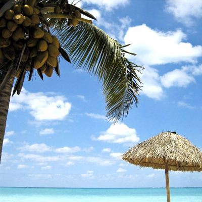 Palmbomen en rieten parasol op het strand van Cayo Levisa tijdens de dagtour.