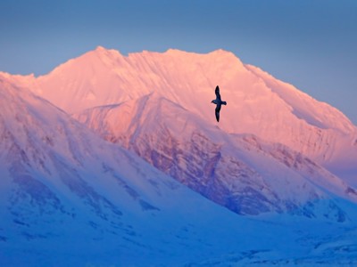 Vliegende zeevogel boven besneeuwde bergen in het avondlicht op Spitsbergen.