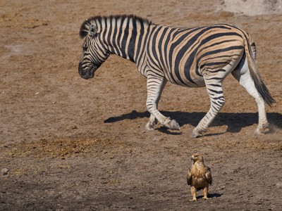 Zebra loopt over droge savanne in Namibië, met een roofvogel op de voorgrond.