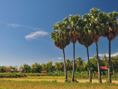 Suikerpalmen in rijstvelden bij een dorp in Cambodja, tijdens de route Cambodja en Thailand (21 dagen).