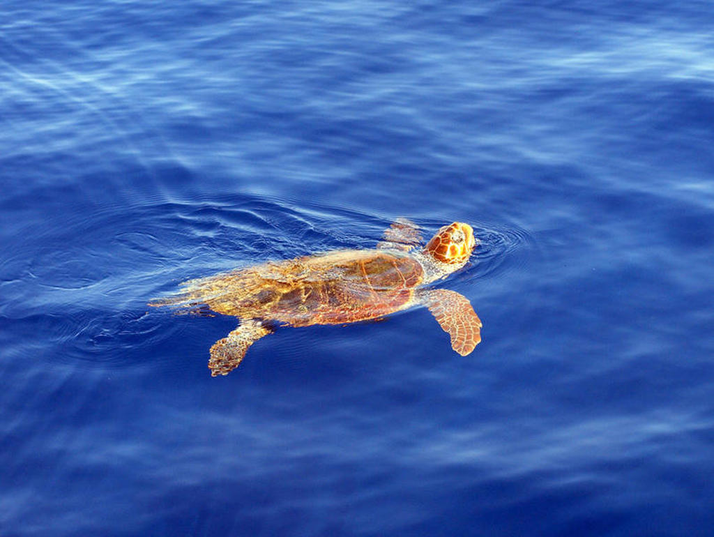 Zeeschildpad zwemt in de blauwe zee tijdens familiereis Griekenland in de meivakantie.
