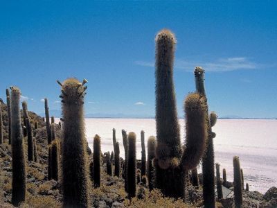Cactussen op Isla Incahuasi bij Salar de Uyuni tijdens de route Argentinië, Bolivia en Peru (28 dagen).