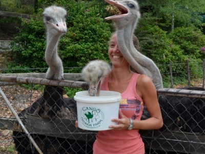 Vrouw voert struisvogels bij Cango Ostrich Farm langs de Route Zuid-Afrika.