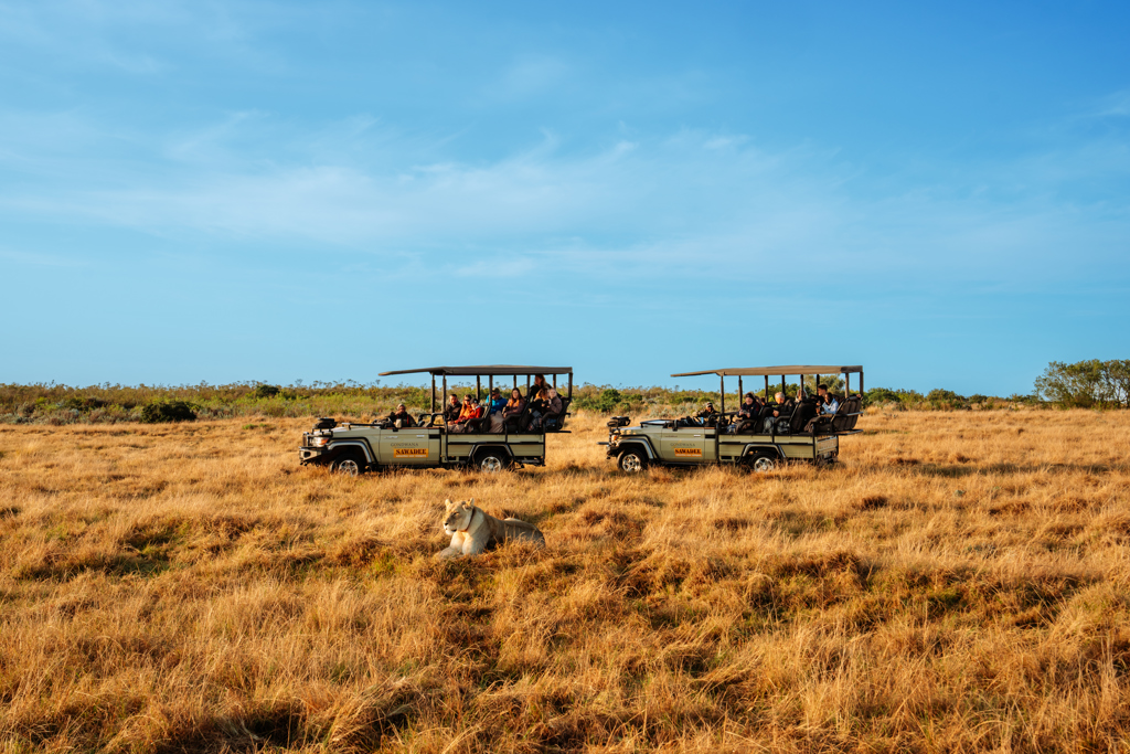 Safari jeeps met reizigers spotten een leeuwin in de savanne tijdens de familiereis Zuid-Afrika Tuinroute & Kruger.