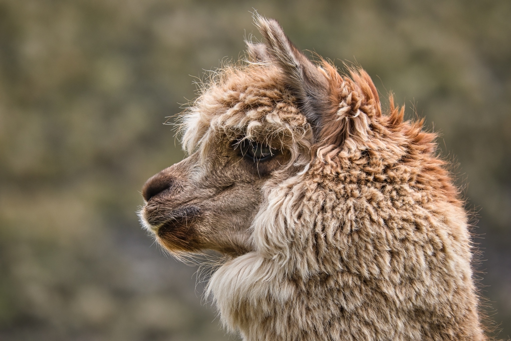 Close-up van een alpaca in Ecuador tijdens een familiereis.