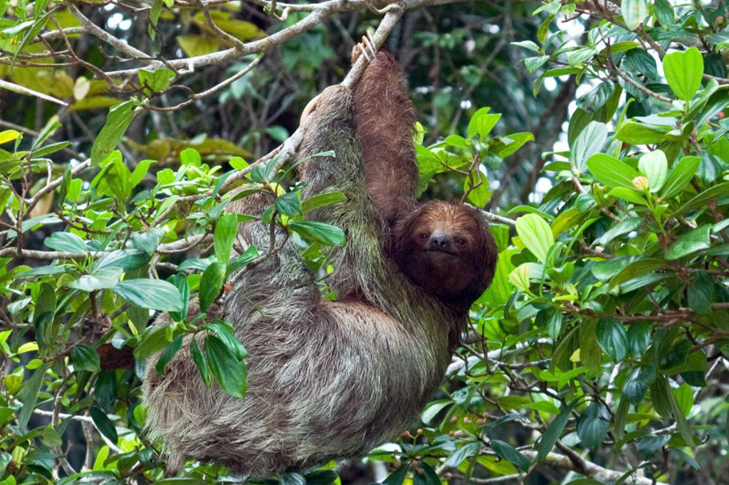 Luiaard in de groene jungle van Costa Rica tijdens een familiereis.