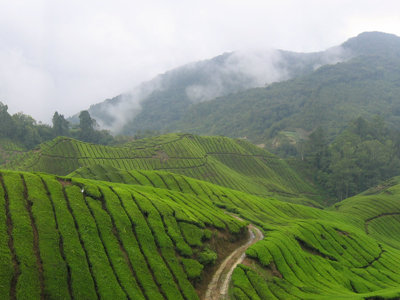 Groene theeplantages in de Cameron Highlands, Maleisië, met mist boven de heuvels.
