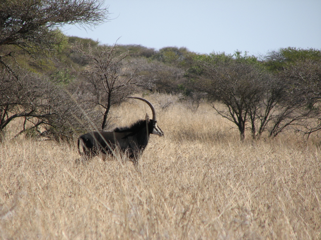 Sabelantilope in de savanne van Zuid-Afrika tijdens een fietsvakantie.