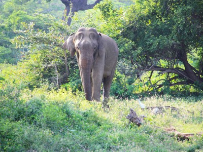 Aziatische olifant in het groen tijdens safari in Sri Lanka.