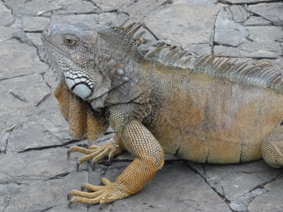 Landleguaan op de Galapagoseilanden, rustend op vulkanische rotsen.