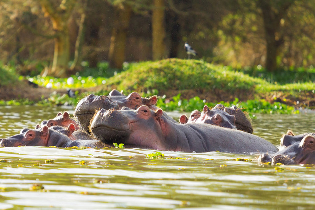 Nijlpaarden in het water tijdens safari op familiereis Kenia en Tanzania.
