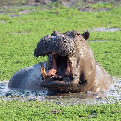 Gapend nijlpaard in een moeras, tijdens groepsrondreis Zambia, Malawi en Tanzania.