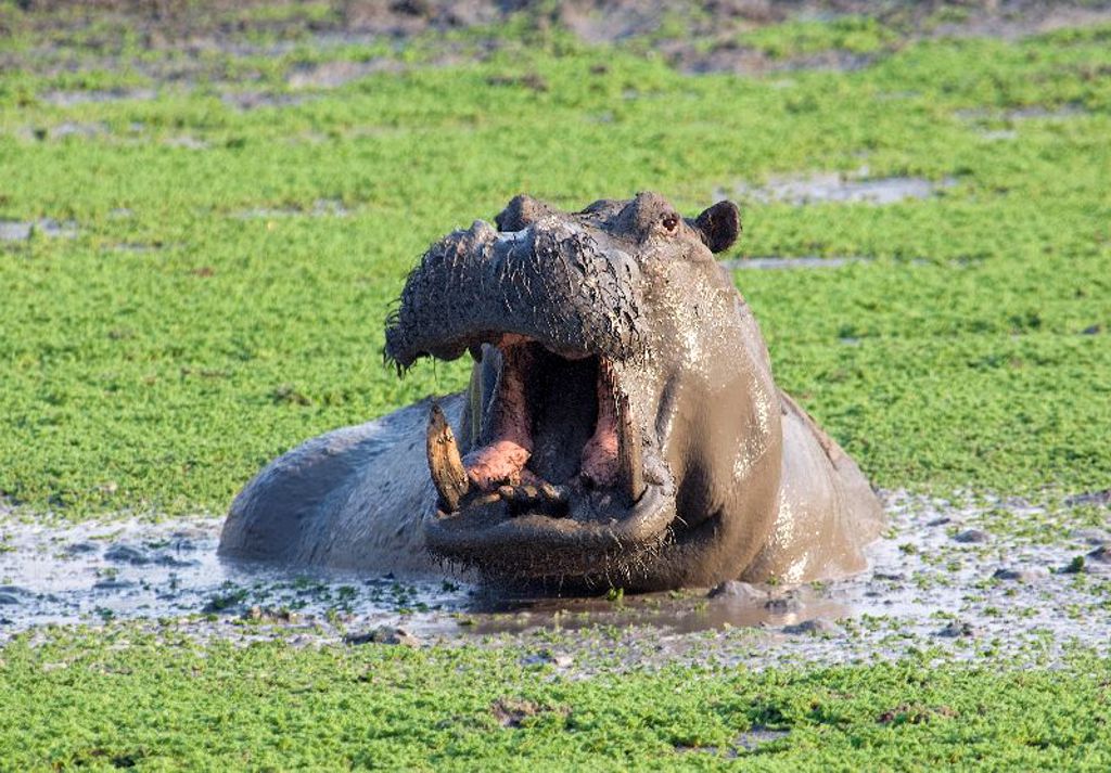 Gapend nijlpaard in een moeras, tijdens groepsrondreis Zambia, Malawi en Tanzania.