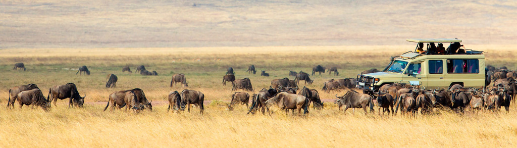Safari-jeep tussen gnoes tijdens de migratie op de savanne in Kenia, Tanzania en Zanzibar.