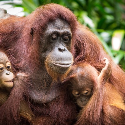 Orang-oetanmoeder met twee jongen in het regenwoud van Maleisisch Borneo.