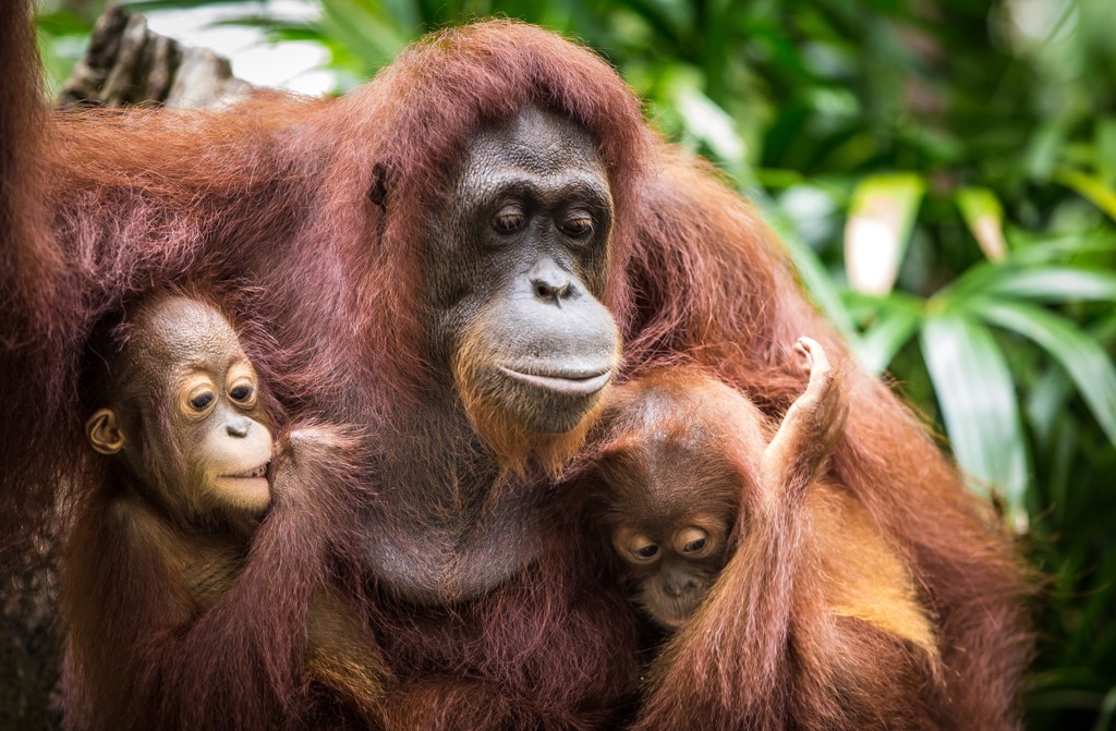 Orang-oetanmoeder met twee jongen in het regenwoud van Maleisisch Borneo.