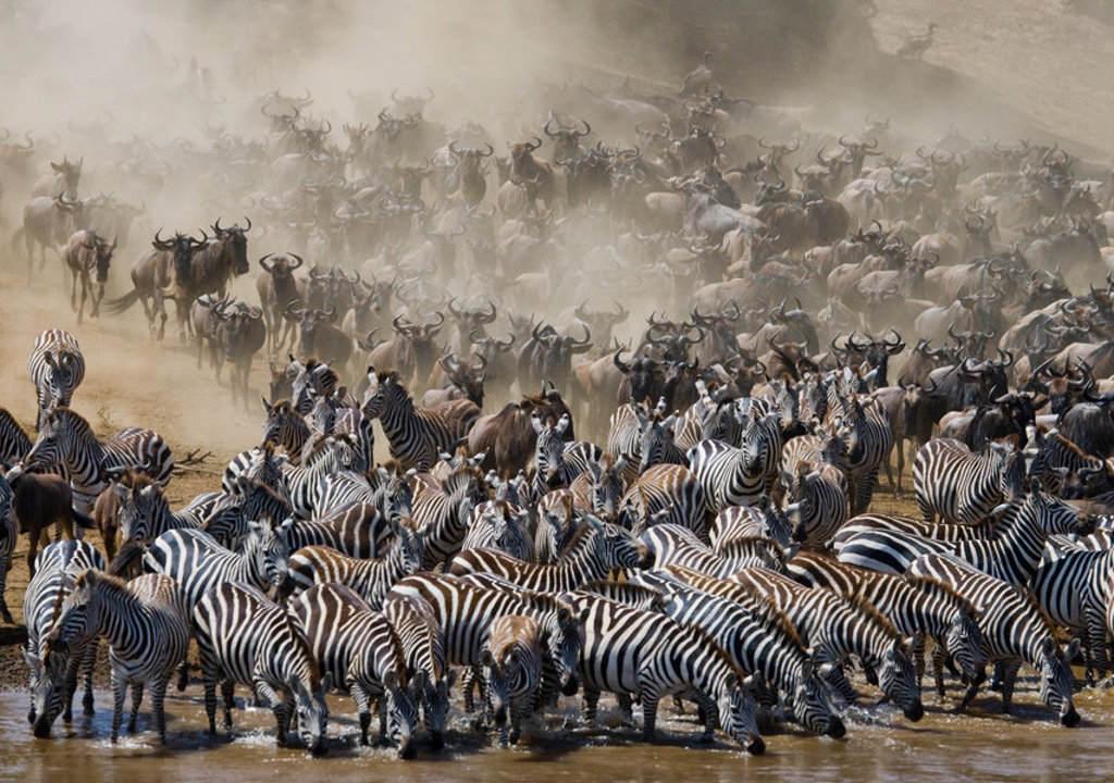 Zebra’s en gnoes steken een rivier over tijdens de migratie in Kenia en Tanzania.
