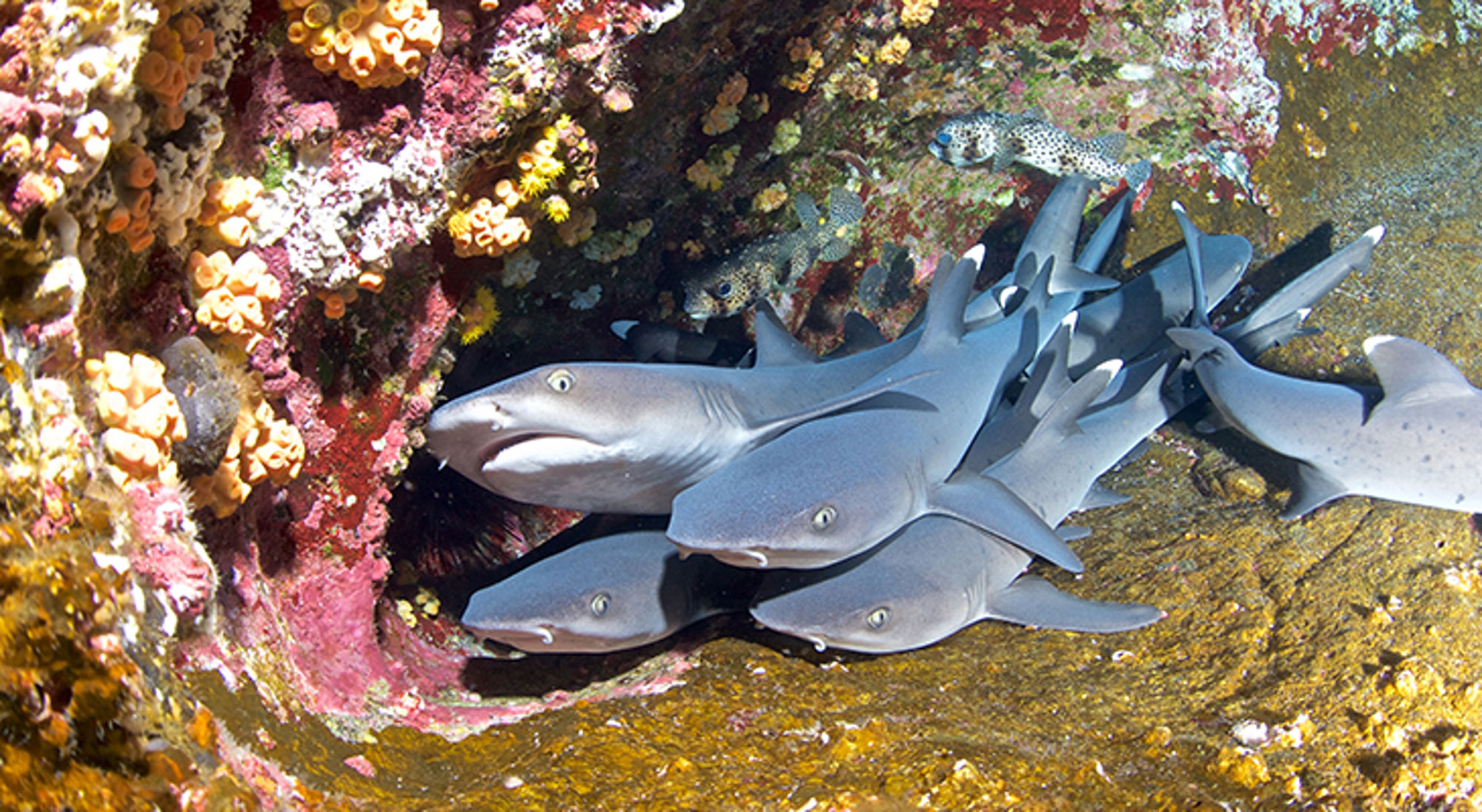 witpuntrifhaai-galapagos School rifhaaien zwemt langs koraalrif onder water.