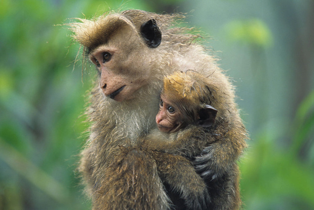 Aap met jong in de natuur in Sri Lanka.