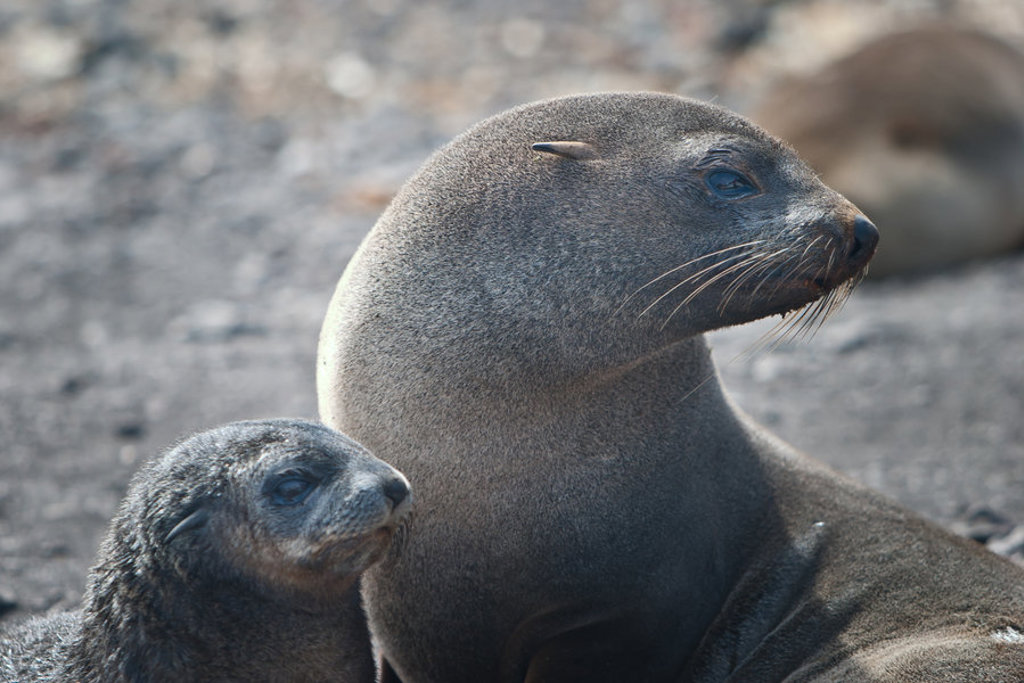 Zeehond met jong op rotsachtige kust in Antarctica tijdens groepsrondreis met vlucht.