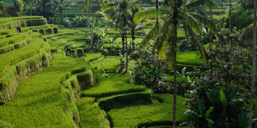Groene rijstterrassen met palmbomen op Bali.