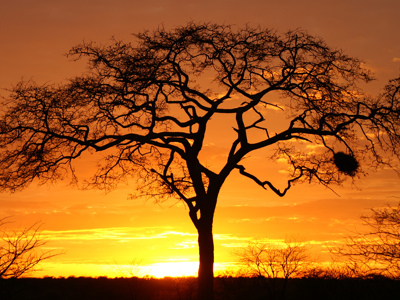 Silhouet van een acaciaboom bij zonsondergang op de savanne in Kenia en Tanzania.