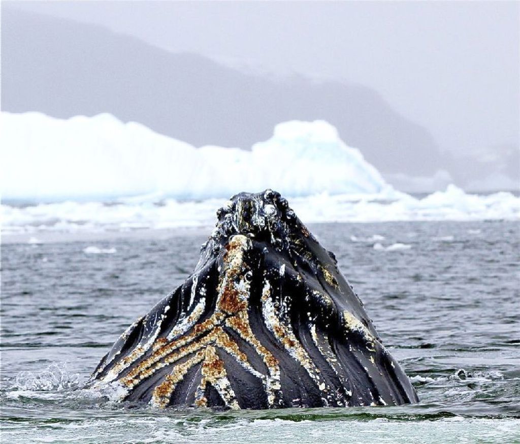 Bultrugwalvis steekt zijn kop boven water bij ijsbergen tijdens een groepsrondreis Antarctica.