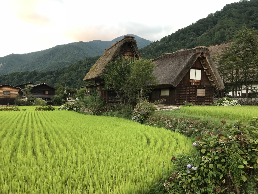 Traditionele boerderijen met rieten daken bij groene rijstvelden in de Japanse bergen tijdens een familiereis.