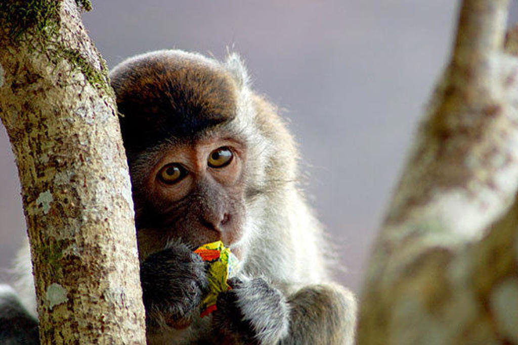 Makaak in Kalimantan houdt eten vast tussen de bomen tijdens groepsrondreis Kalimantan.