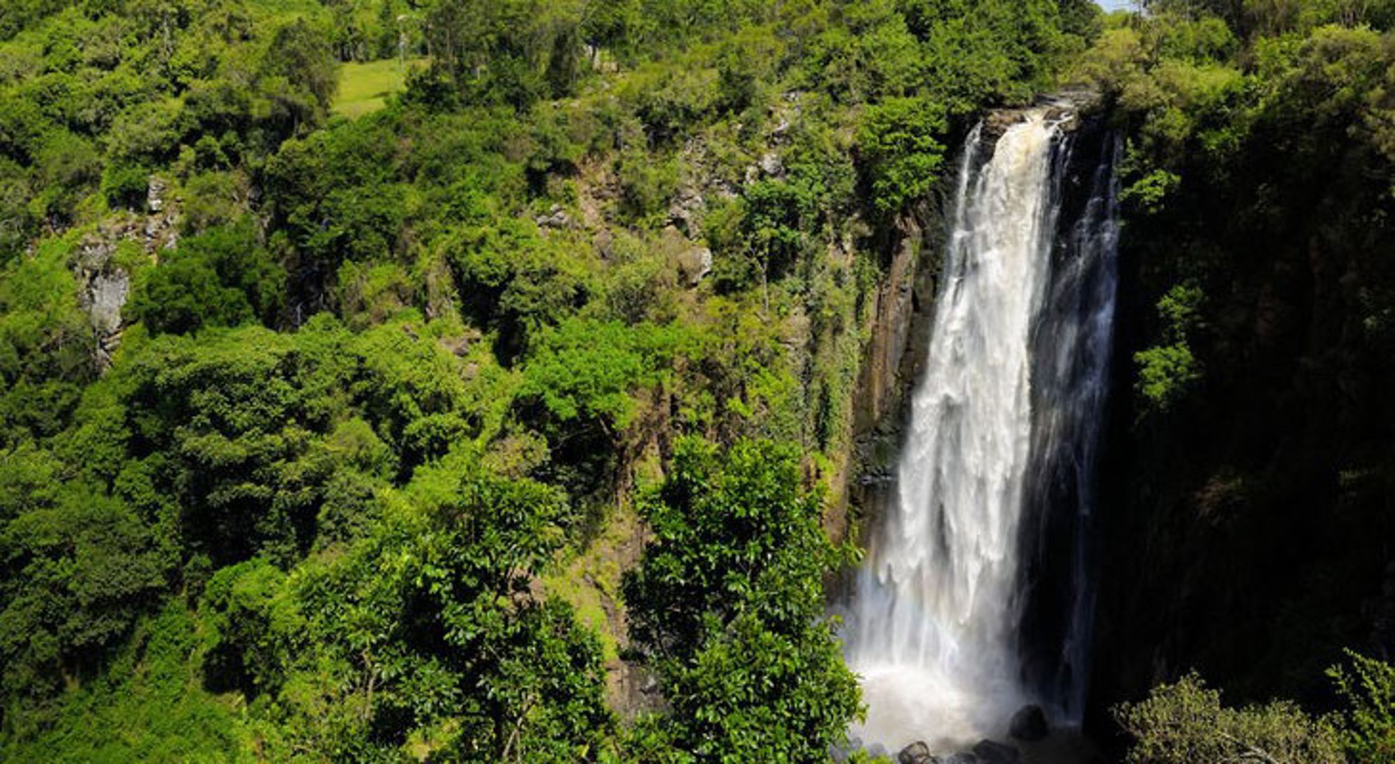 thomsons-falls Hoge waterval die neerdaalt langs een groene rotswand in dicht tropisch bos.