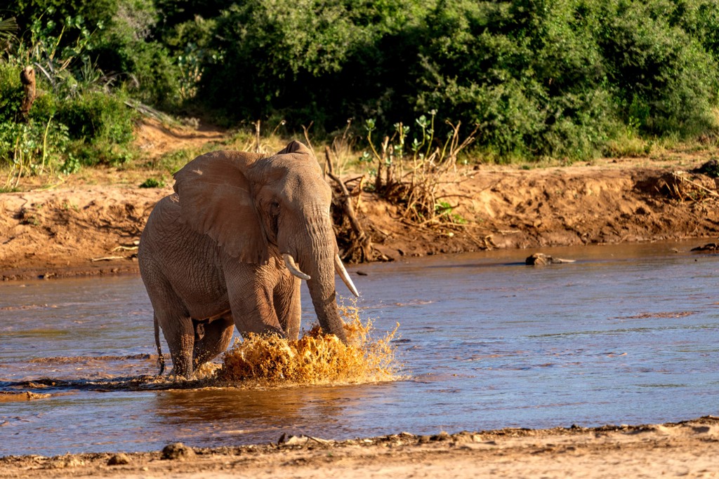 Olifant steekt een rivier over tijdens groepsrondreis Kenia en Tanzania Totaal.