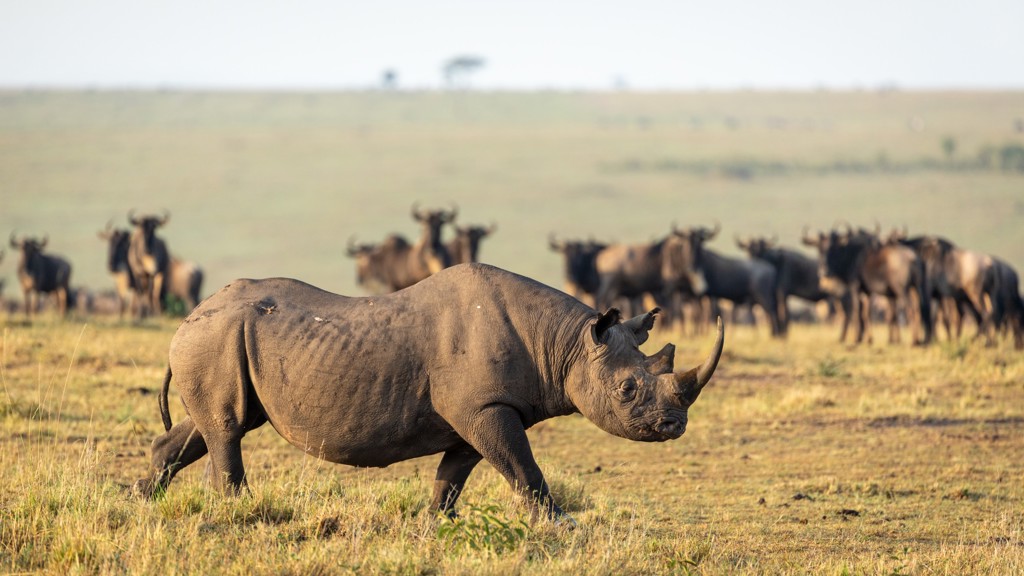 Neushoorn op de savanne tijdens groepsrondreis Kenia en Tanzania.