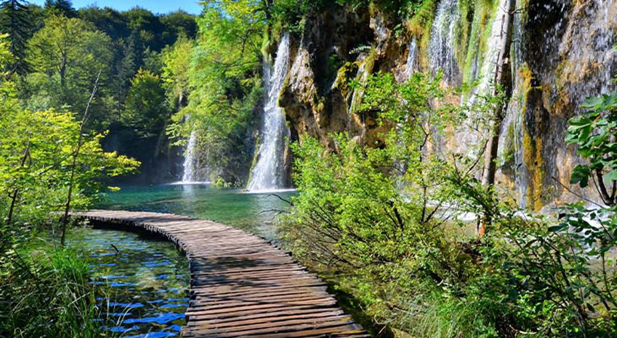 Plitvice waterfalls croatia Olifant tussen bomen in een dicht bos.