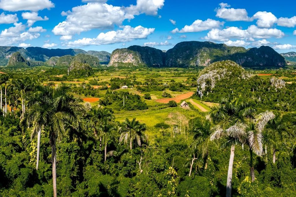 Palmbomen en kalkstenen mogotes in de Viñales-vallei tijdens een groepsrondreis Cuba.