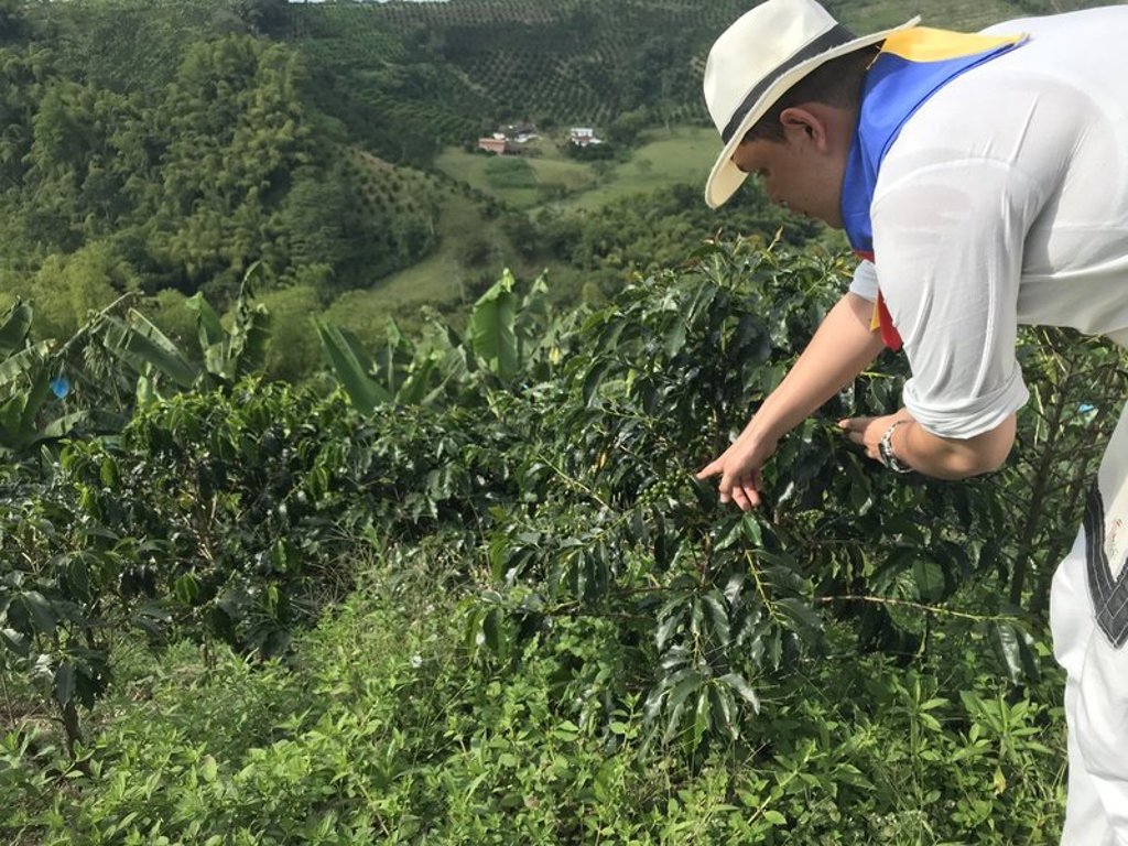 Reiziger bekijkt koffieplanten in de groene koffievelden van Colombia tijdens een groepsrondreis.
