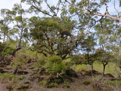 Bosrijk landschap met kronkelende bomen op Timor tijdens de 22-daagse route Timor, Sumba & Bali.