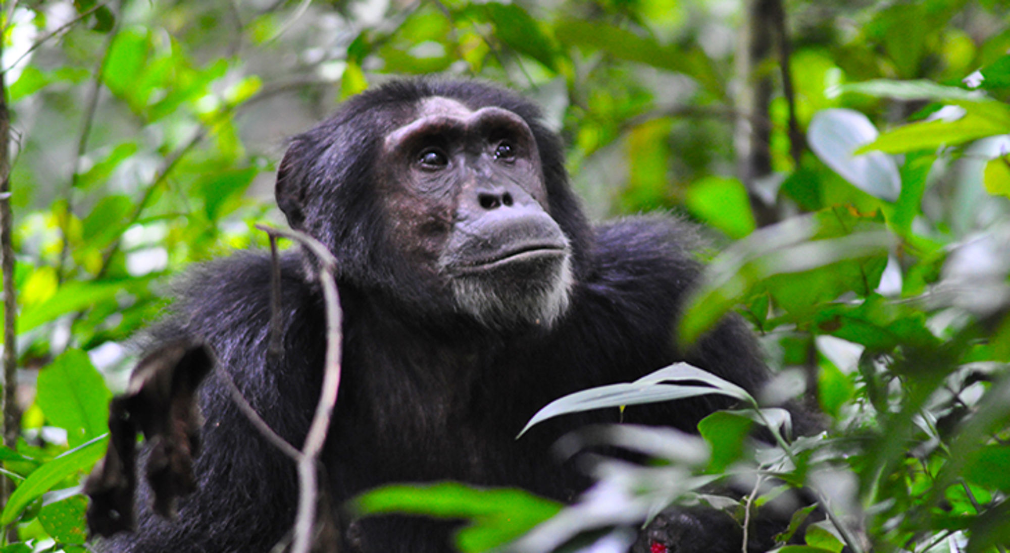 Chimpansee in dicht regenwoud, zittend tussen groene bladeren.