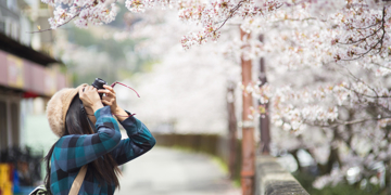 Reiziger fotografeert bloeiende kersenbloesem langs een straat in Japan.