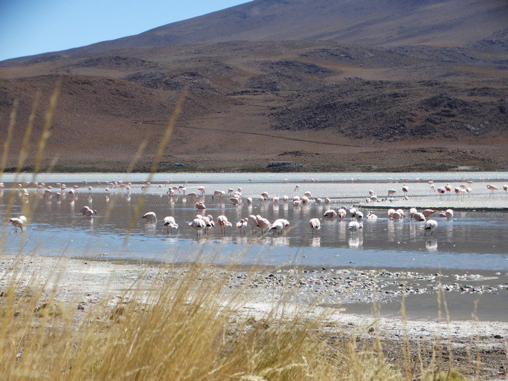 Flamingo’s in een zoutmeer op de hoogvlakte tijdens groepsrondreis Bolivia en Chili.