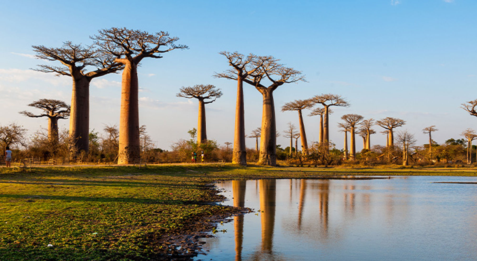 Baobabs Baobabbomen langs een waterplas bij zonsondergang, met reflectie in het stille water.