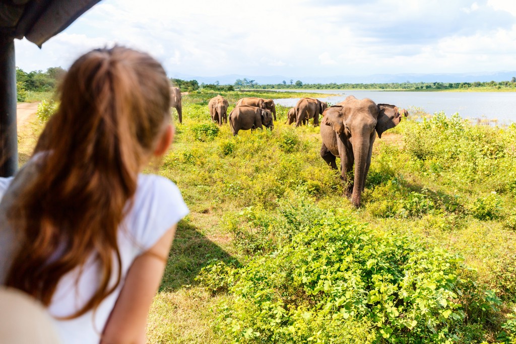 Safari tijdens familiereis Sri Lanka: reiziger bekijkt een kudde olifanten bij een meer.